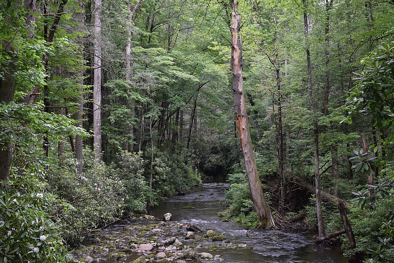 Local conservationists are worried erosion from a proposed logging project along Tumbling Creek, a trout stream in the mountains west of Copperhill, Tenn., could cause significant damage to the environment. Two local conservation groups have filed a lawsuit against the U.S. Forestry Service to stop the project until the government satisfies concerns about the legality of the project.