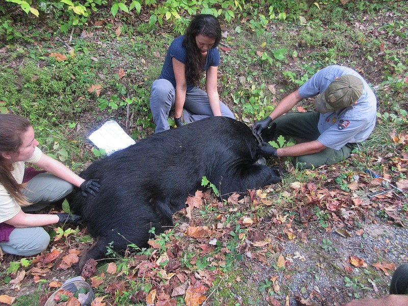 University of Tennessee graduate student Jessica Giacomini, center, helps fit a tranquilized black bear with a GPS-equipped collar. Giacomini has been studying the roaming patterns of black bears in the Smokies.