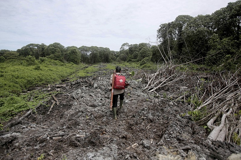 FILE - In this Thursday, Aug. 10, 2017, file photo, a conservationist carries a medical pack and tranquilizer rifle during a rescue operation for orangutans trapped at a swath of damaged forest near a palm oil plantation in Tripa, Aceh province, Indonesia. Greenpeace is withdrawing from Forest Stewardship Council, the main global group for certifying sustainable wood products, saying it is failing to protect natural forests from exploitation. (AP Photo/Binsar Bakkara, File)