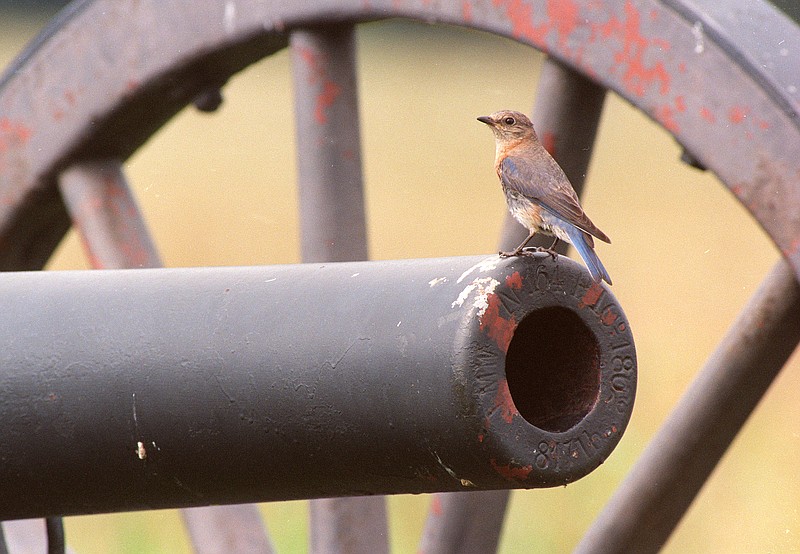 A female eastern bluebird perches on a cannon in which she has built her nest on Snodgrass Hill in Chickamauga & Chattanooga National Military Park.
