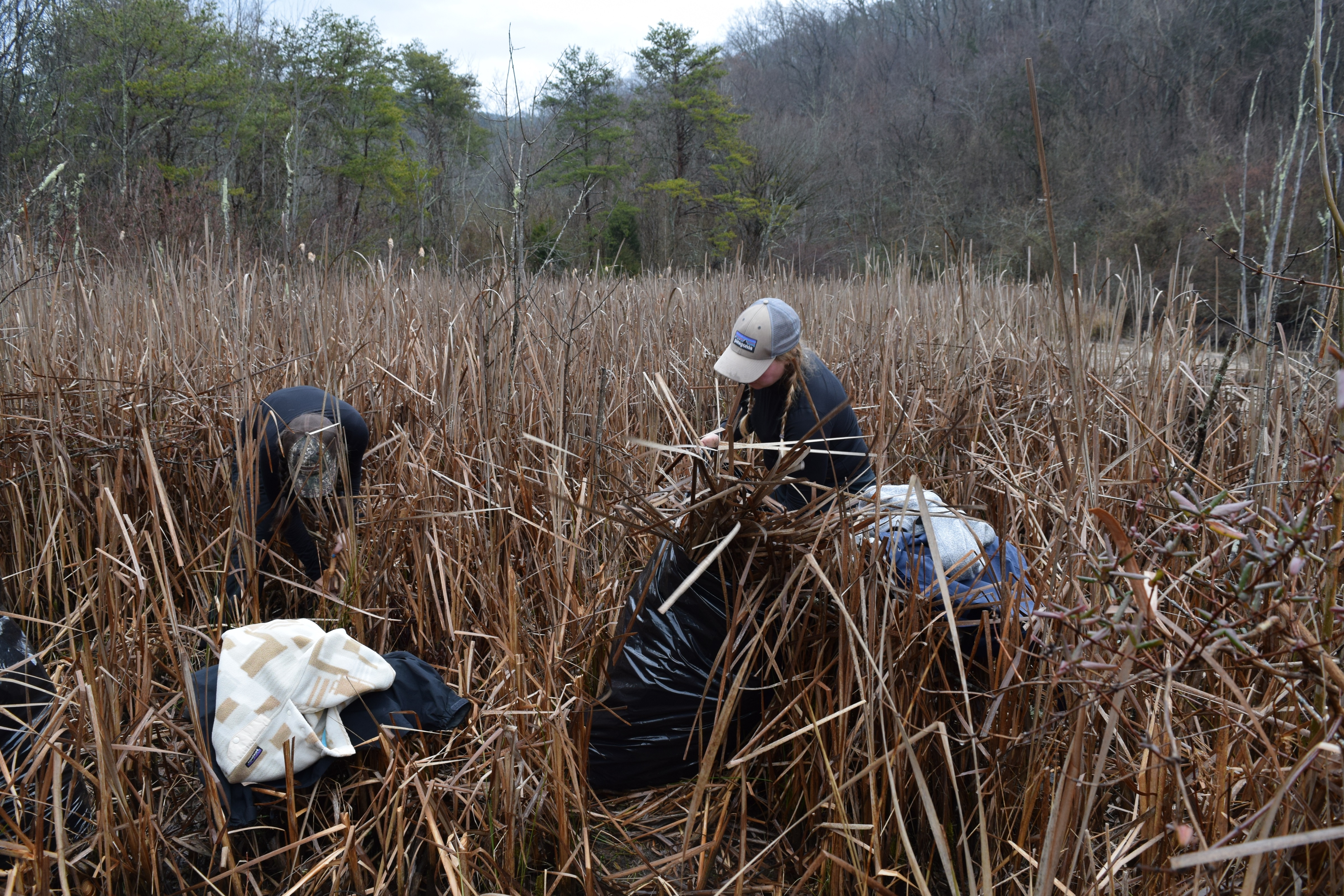 Upon arrival, participants were handed trash bags and told to harvest cattail stalks — their bed for the night. Photo by Sunny Montgomery