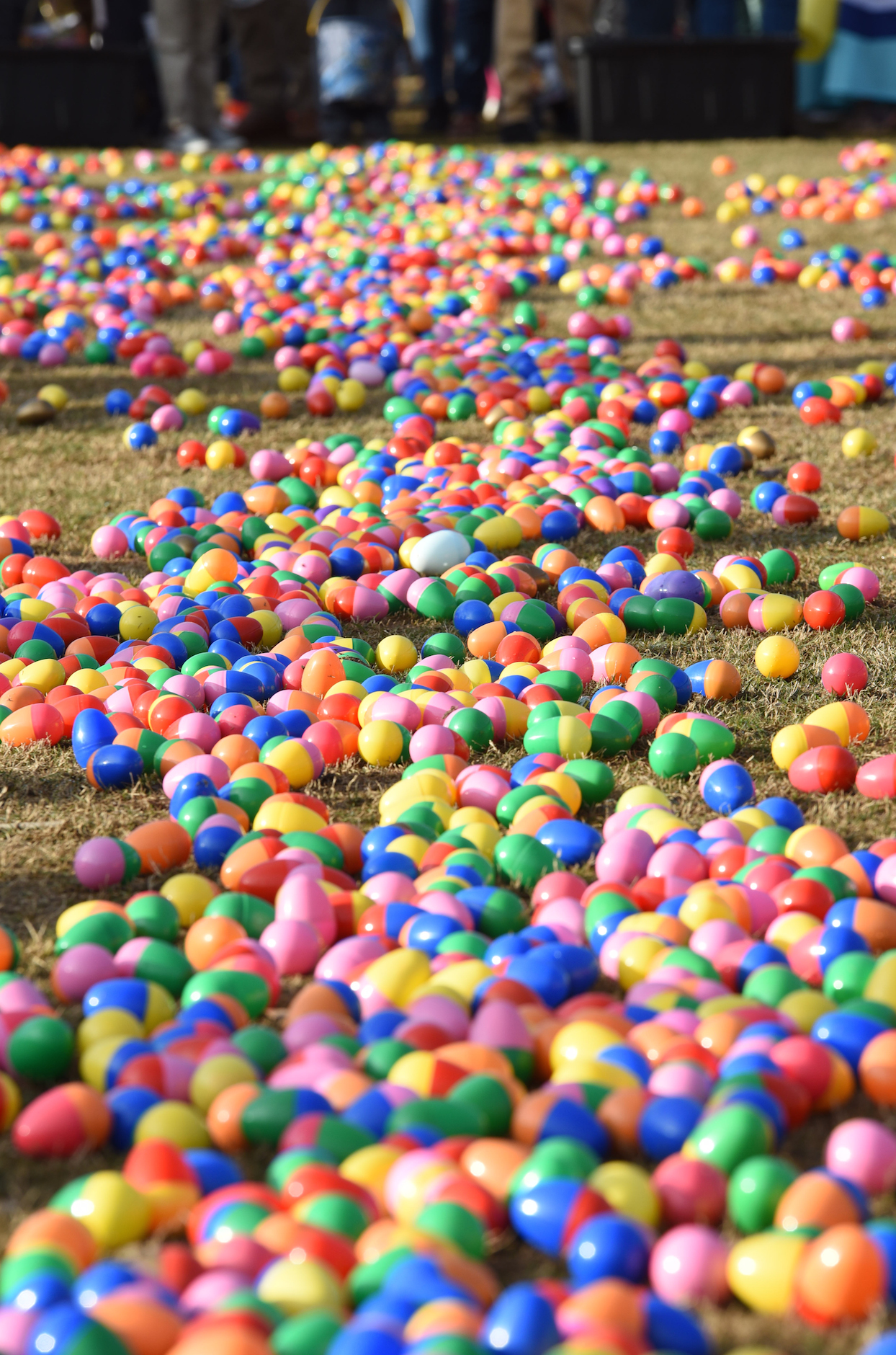 Over 100,000 plastic eggs containing different types of candy cover the lawn during the Easter at Coolidge celebration on Sunday.