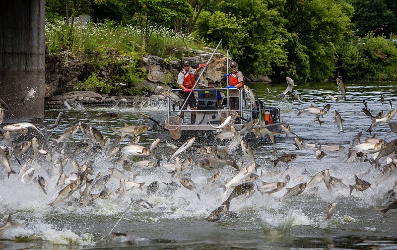 Silver carp jumping in the Fox River, a tributary off the Illinois River. Silver carp are heading toward Chattanooga, threatening the region's renowned freshwater ecosystem (Contributed Photo: Ryan Hagerty, USFWS).