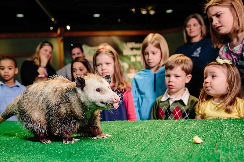 Tennessee Aquarium will offer opportunities to learn about Southeastern animal species, such as this Virginia opossum, during Backyard Scientist Night on April 6. (John Bamber Photo)
