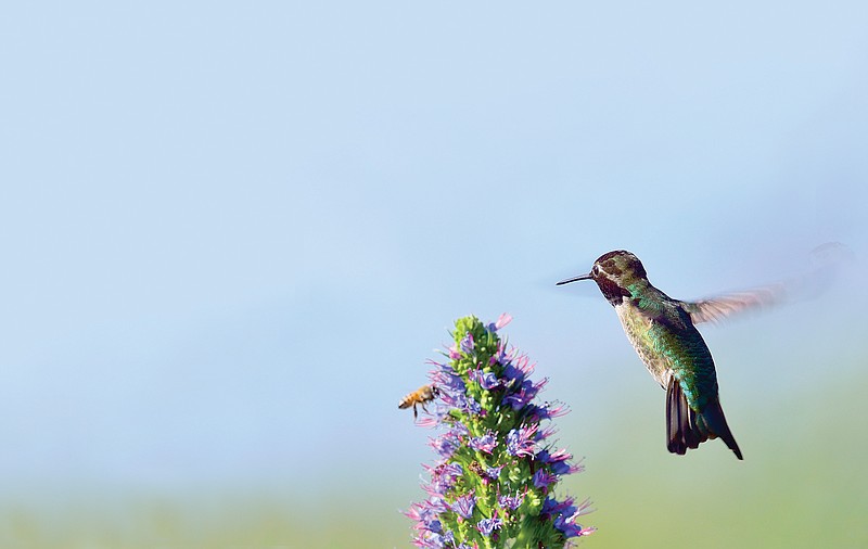 Join Tennessee Ornithological Society members for an early morning bird walk Saturday, April 7.