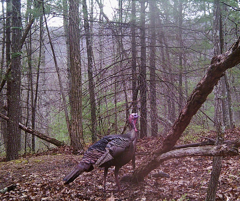 Getting going on early spring mornings isn't easy, writes outdoors columnist Larry Case, but the sound of turkeys in the field can bring a hunter back to life. (Photo by Larry Case)