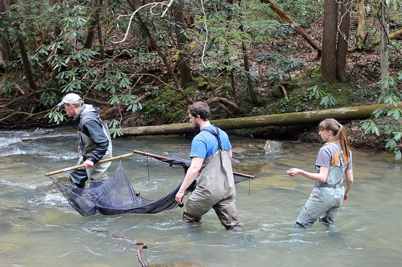 From left, Matt Thomas of the Kentucky Department of Fish and Wildlife Resources, George Gavrielides of the Tennessee Aquarium Conservation Institute GIS Technician, and Tennessee Aquarium Conservation Institute Reintroduction Biologist Meredith Harris conduct research on the Cumberland darter at Kentucky's Bunches Creek in late March. A federal plan could help recover the endangered fish. (Contributed photo from the Tennessee Aquarium.)