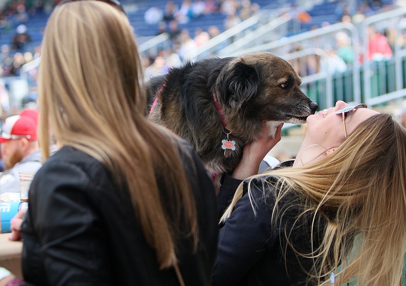 Bailey licks her owner Sara Jarvis in the face Sunday, April 8, 2018 during the Lookouts Game against the Barons at AT&T Field in Chattanooga, Tenn. Sunday, the Lookouts held a Dogs at the Diamond promotion where attendees were able to bring their dogs along with them to the game for an additional $5. 