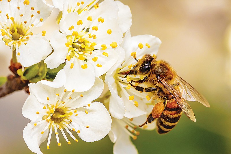 A bee collects pollen and nectar from a flower. (Photo: Getty Images/iStockphoto/Photografiero)