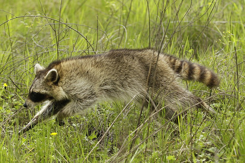 A raccoon runs after being released by wildlife officials near Mayflower, Ark., Monday, April 8, 2013. Several turtles, some reptiles and two raccoons that had been captured and cleaned after an oil spill were released by wildlife officials Monday. (AP Photo/Danny Johnston)