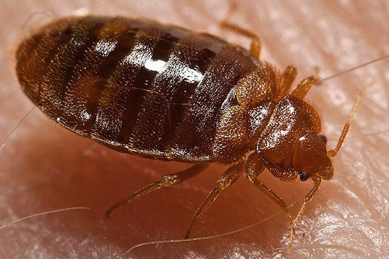 Bed bug (Cimex lectularius)
