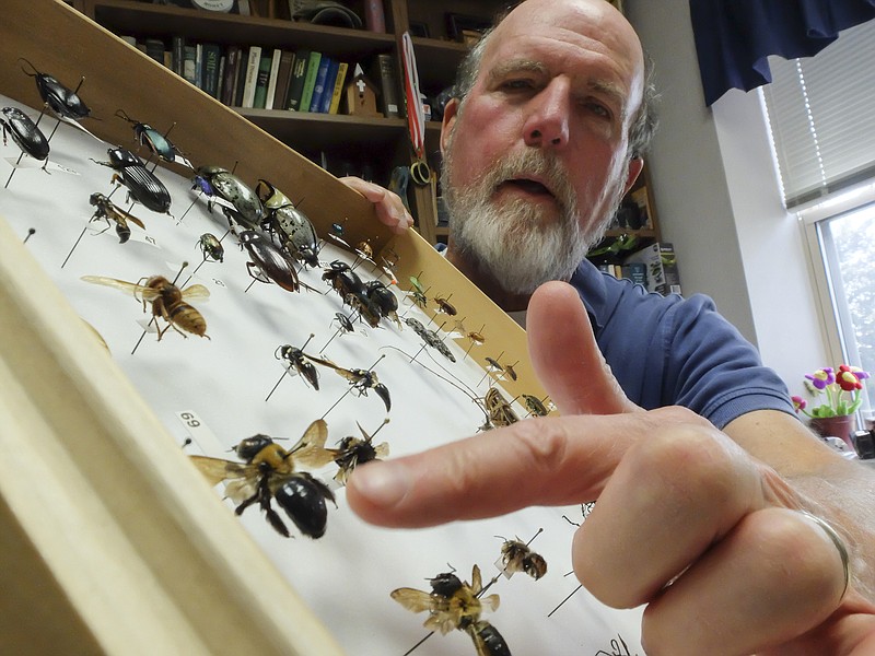 University of Tennessee Extension Agent for Hamilton County Tom Stebbins points to a carpenter bee in a display he keeps in his office at the Hamilton County Extension Service off Bonny Oaks Drive. "These are the guys that burrow holes in you wood at home," Stebbins said.