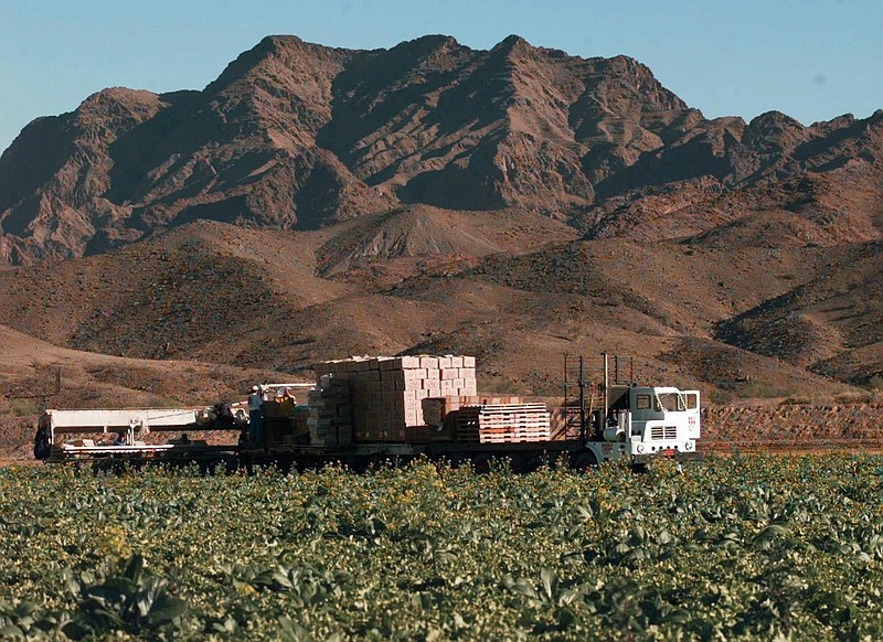 FILE--This Dec. 17, 1997, file photo, lettuce is harvested at a farm in Wellton, Ariz., east of Yuma.