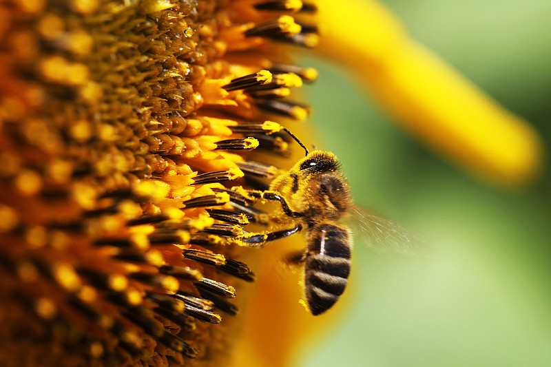 Give the bees - and yourself - a treat by planting pesticide-free native flowers this year. (Fotolia)