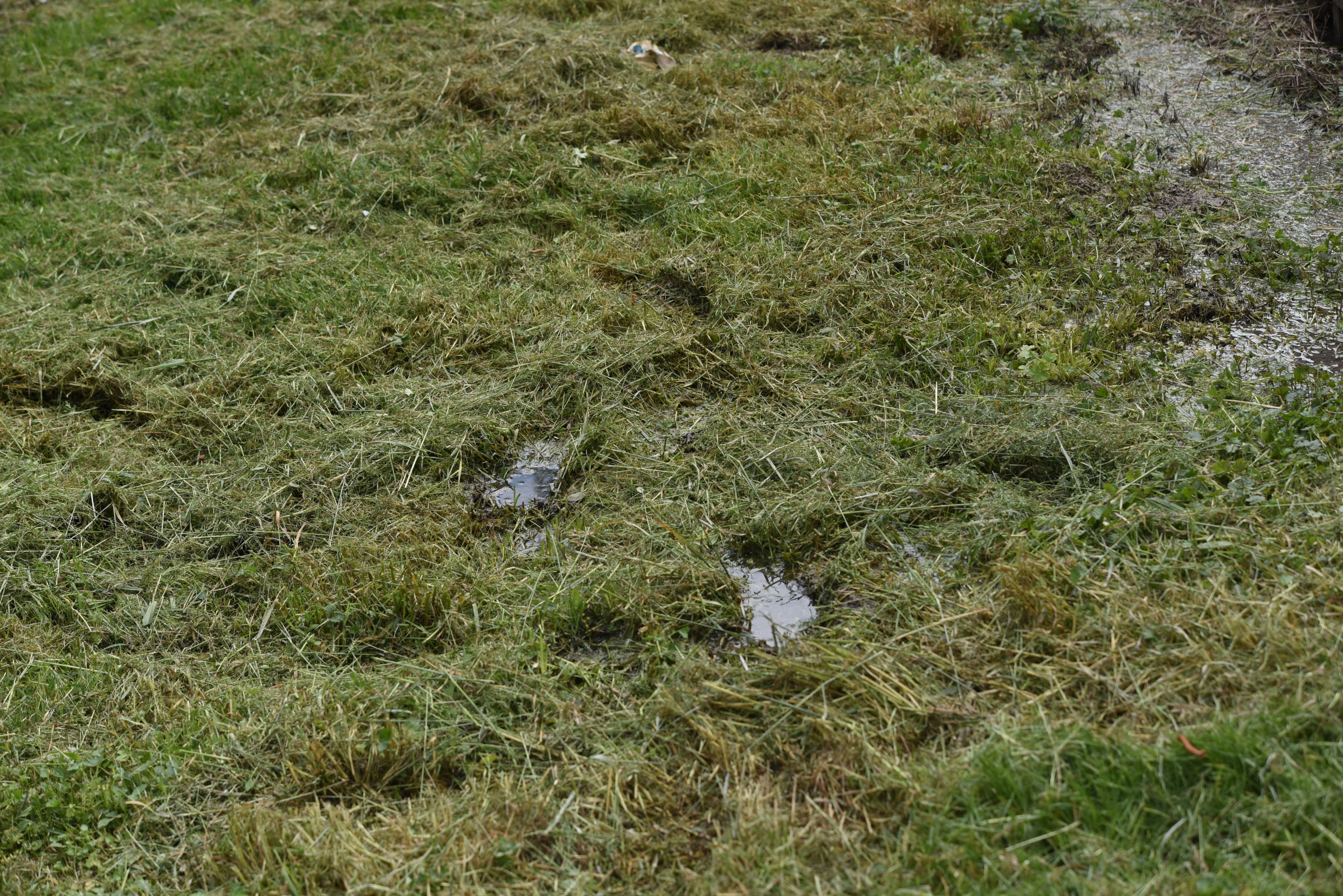 A sewer line leaks into the yard at a Big Ridge Estates in Rossville.