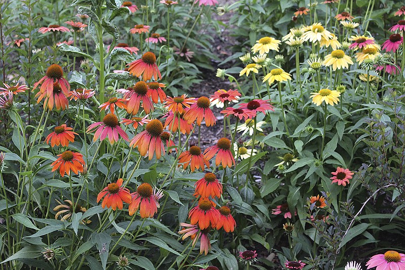 Sunloving coneflower reigns in the garden Chattanooga Times Free Press