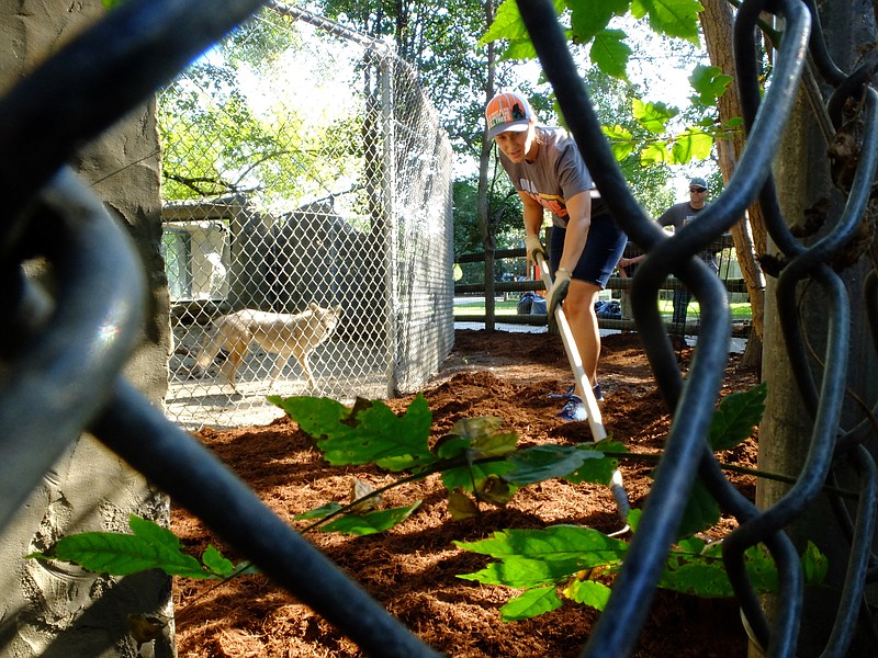 Volunteer Kristi Gay works in mulch around the coyote exhibit in this 2017 file photo taken at the Chattanooga Zoo. One of the coyotes, Foxy, left, takes a close look at the effort by Gay. The coyote population has been increasing in Tennessee.