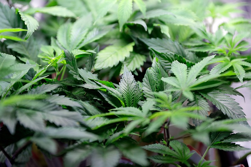 In this Feb. 14, 2018, file photo, marijuana plants are displayed at a dispensary in Berkeley, Calif.