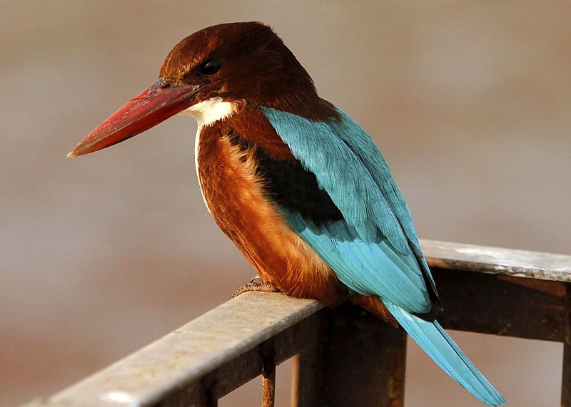 A kingfisher perches on a fence on the bank of Dal Lake in Srinagar, India, in November 2011. Such a bird was a central figure in one of outdoors columnist Larry Case's favorite stories by outdoors humor writer Patrick F. McManus.