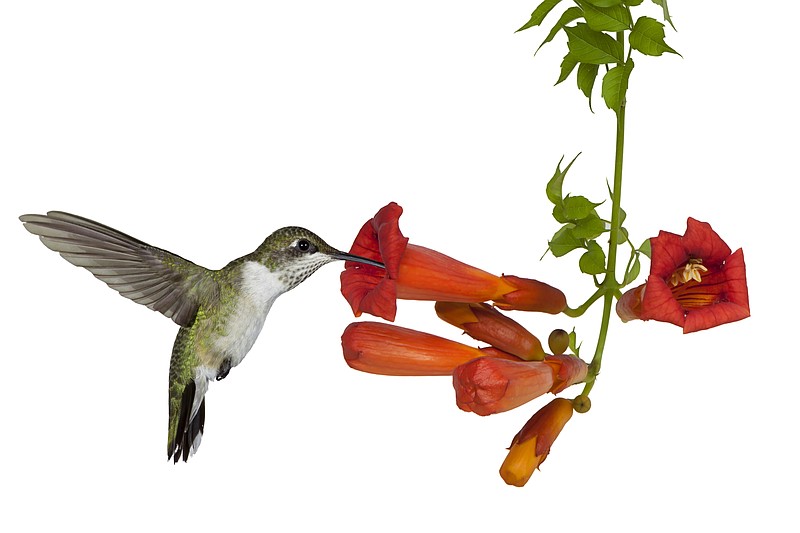 A ruby throated hummingbird sips nectar from a trumpet vine.