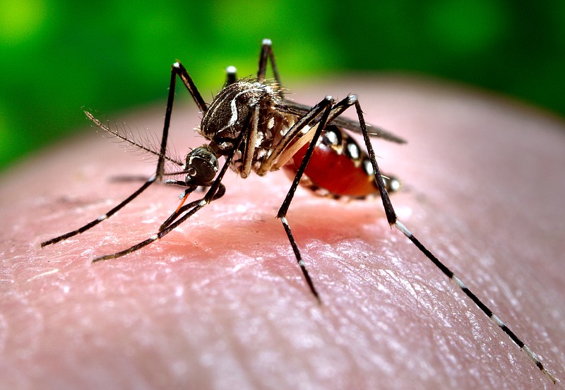 This 2006 photo made available by the Centers for Disease Control and Prevention shows a female Aedes aegypti mosquito acquiring a blood meal from a human host at the Centers for Disease Control in Atlanta. The Chikungunya virus, spread by mosquitoes such as this and the Aedes albopictus species, causes fever and agonizing joint pain that can last for months. (AP Photo/Centers for Disease Control and Prevention, James Gathany)