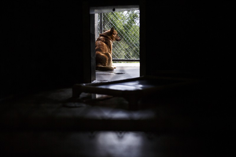 A dog waits in the outdoor area of a kennel at the Walker County Animal Shelter. A volunteer from the shelter is advocating for stronger tether restrictions for the county.