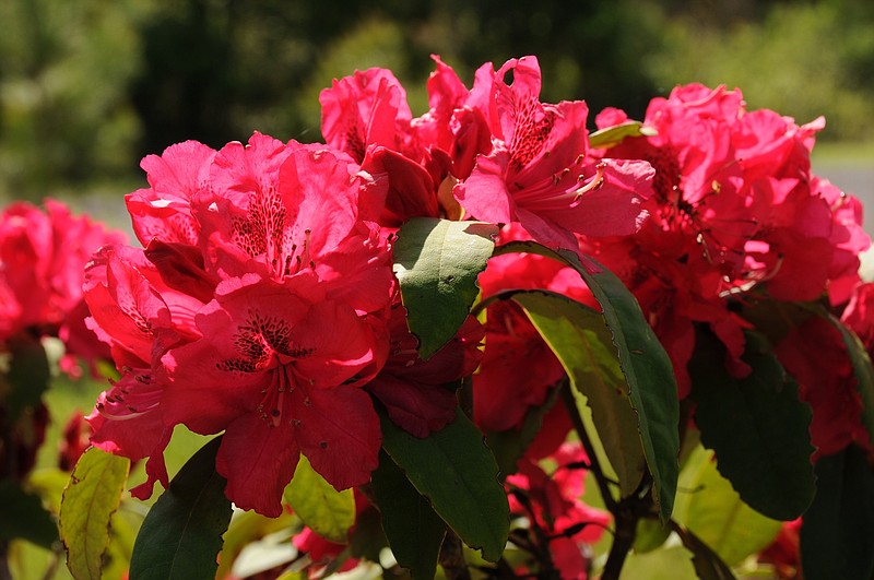The Rhododendron Festival in Mentone, Ala., showcases nature's beauty such as this vibrant red rhododendron,