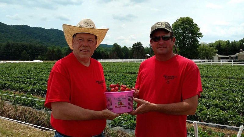 Bill Perry, left, and Aubie Smith hold up a bucket of strawberries picked from their farm.