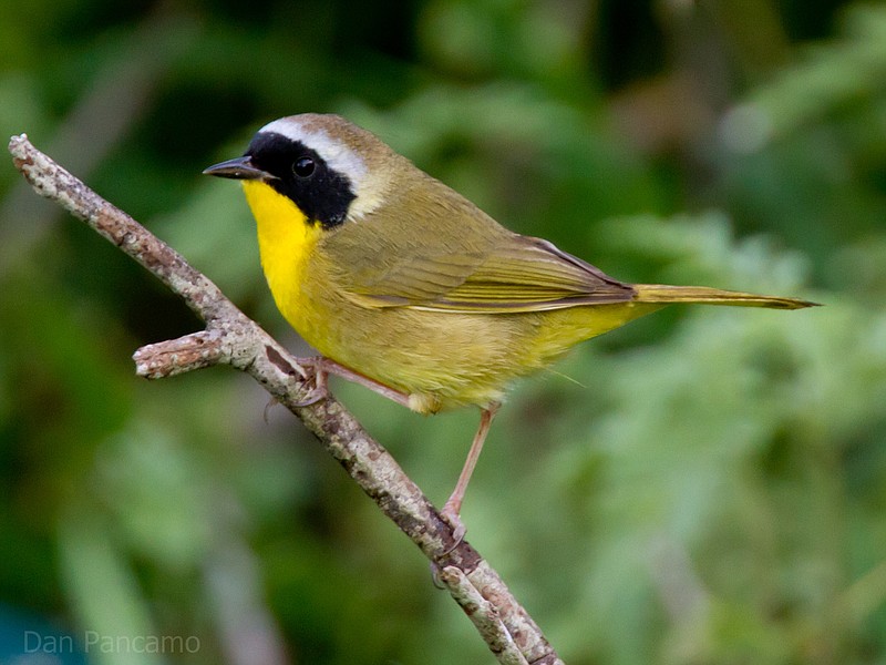 Common yellowthroat (Geothlypis trichas)