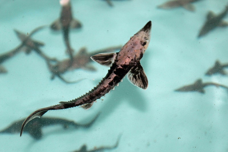 Juvenille lake sturgeon at the Tennessee Aquarium