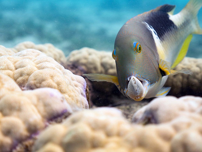 An orange-dotted tuskfish holds a clam in its jaws on the Great Barrier Reef near Australia.