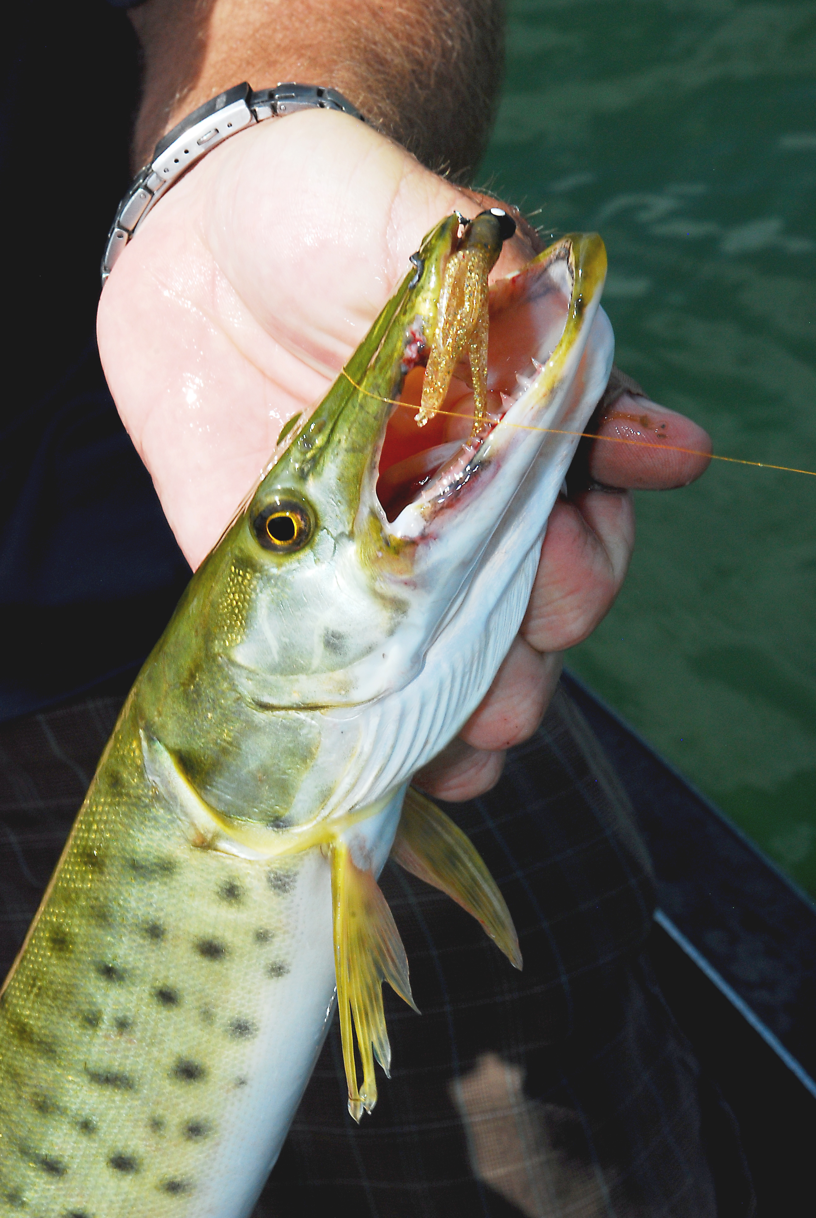 Muskie Hunter: How to Fly Fish for Muskies - Fly Fisherman