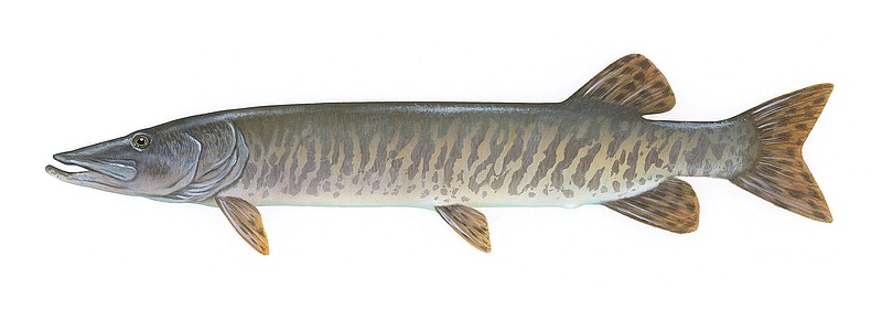 Muskellunge