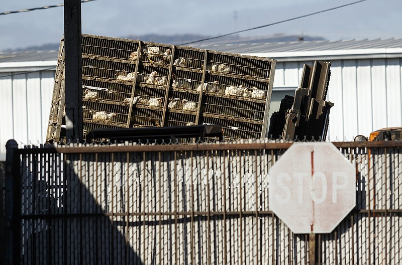 Chickens are unloaded from a truck at the Pilgrim's Pride plant Friday, Oct. 23, 2015, in Chattanooga, Tenn. Rumors about the company moving its Chattanooga chicken plant to the Kensington community in Walker County, Ga., have swirled for months, and the McLemore Cove Preservation Society has filed a complaint for injunction in Walker County Superior Court, asking a judge to block the county and Pilgrim's Pride from opening a plant in the area. (Staff photo by Doug Strickland)