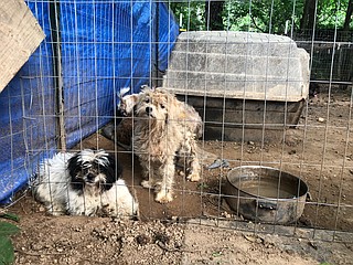 About 80 dogs rescued from alleged hoarders in Murray County ...