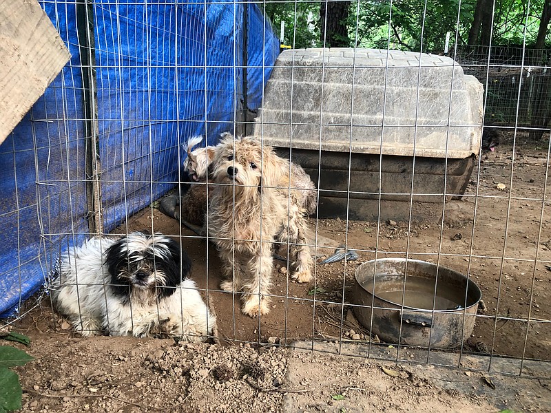 About 80 dogs were rescued Wednesday, May 23, 2018, from a severe hoarding situation at a home in Murray County, Georgia, according to authorities. (Photo courtesy of Amanda Harris/Atlanta Humane Society)