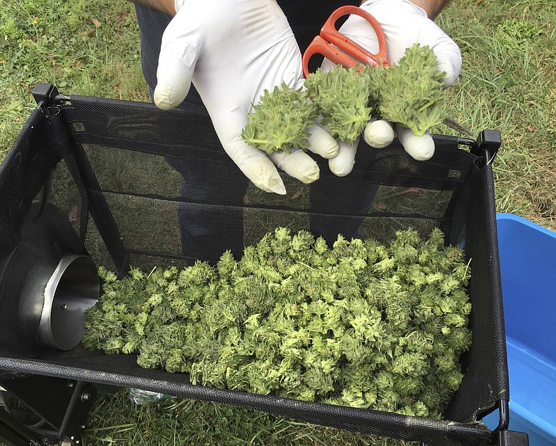 In this Sept. 30, 2016, file photo, a marijuana harvester examines buds going through a trimming machine near Corvallis, Ore. Three years after Oregon lawmakers created the state's new legal marijuana program, marijuana prices in the state are in free fall and the craft cannabis farmers who put Oregon on the map decades before legalization are losing their businesses to emerging chains and out-of-state investors. (AP Photo/Andrew Selsky, File)