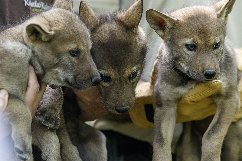 In this May 18, 2016, staff file photo, a trio of red wolf pups are shown to the media at Reflection Riding Arboretum and Nature Center in Chattanooga, Tenn.