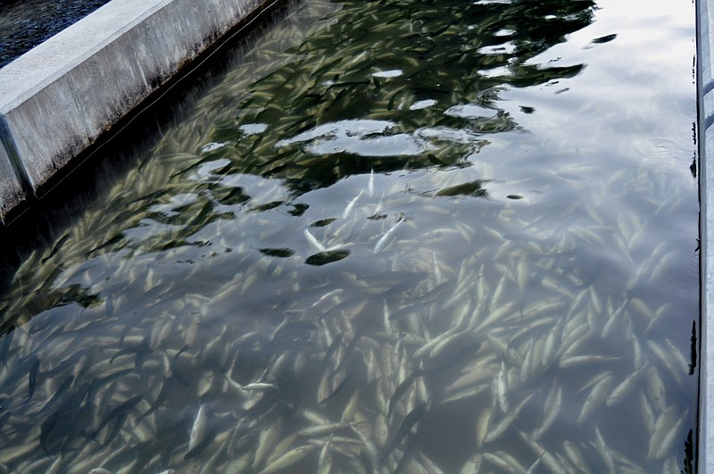 Estimated 50,000 Fish Killed In Potential Federal Crime At 