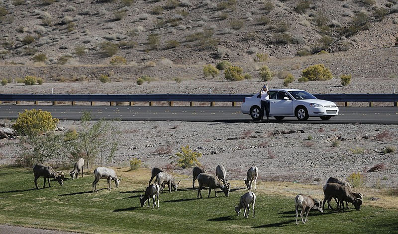 FILE - In this Nov. 8, 2013, file photo, 30 miles from the Las Vegas Strip, a motorist stops to take photos of a herd of big horn sheep grazing along U.S. Highway 93, in Boulder City, Nev. Suddenly road trips are trendy again. Surveys from MMGY, Ford and AAA show their popularity is up. Websites, newspapers, magazines and even books are featuring road trips like they're the next big thing _ even though they're actually a longstanding American tradition. (AP Photo/Julie Jacobson, File)