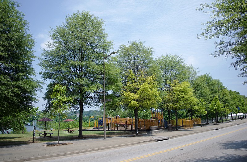 Photo by Mark Pace/Chattanooga Times Free Press — Willow oak trees are seen along Riverfront Parkway Tuesday May 16, 2018. City workers discovered an infestation of Lecanium Scale on many of the trees. Each of the trees should look the same, but the most impacted trees are smaller and more yellow in color.