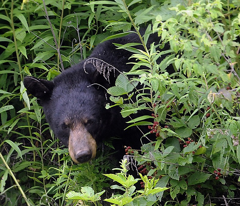 A black bear lunches on blackberries July 10, 2009 in the Great Smoky Mountains National Park. (Michael Patrick/News Sentinel)