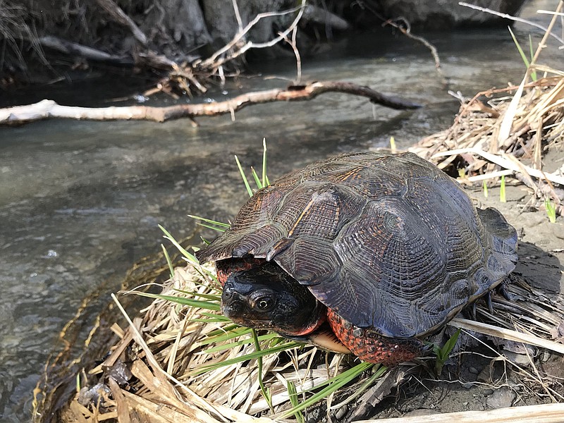 A wood turtle (Glyptemys insculpta) basks on a stream bank. This endangered species is known for its ornate shell and bright orange coloration.