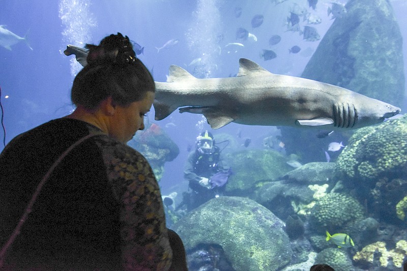 U.S. Navy Senior Chief Bryan Cummings, inside the tank back center, communicates with visitors as his wife, Angela, seen in the foreground, prepares her cell phone camera for recording at the Tennessee Aquarium Thursday morning.