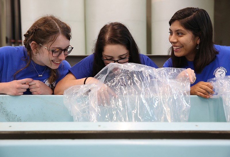 Assistant reintroduction biologists Alexandra Miles, Shannon Murphy and Angela Maroti, from left, admire a bag of baby lake sturgeon at the Tennessee Aquarium Conservation Institute Wednesday, June 13, 2018 in Chattanooga, Tennessee. About 2,500 sturgeon were brought to the Conservation Institute Wednesday.