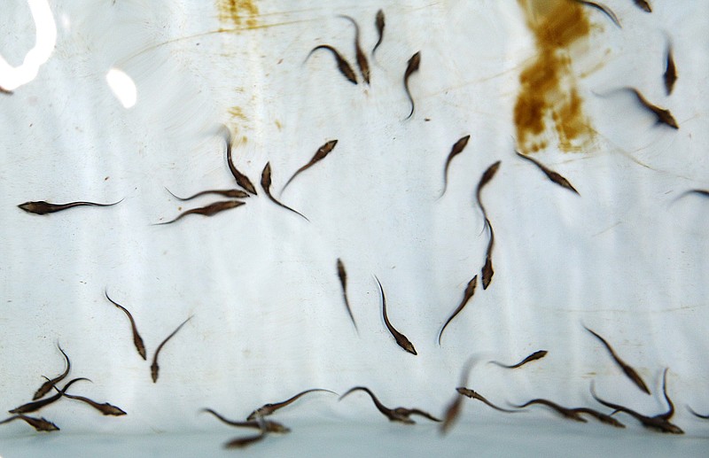 Baby lake sturgeon swim around in a holding container at the Tennessee Aquarium Conservation Institute Wednesday, June 13, 2018 in Chattanooga, Tennessee. The "Saving the Sturgeon" program was created to repopulate rivers with sturgeon that once inhabited the Tennessee River but have decreased significantly in numbers over the years. 