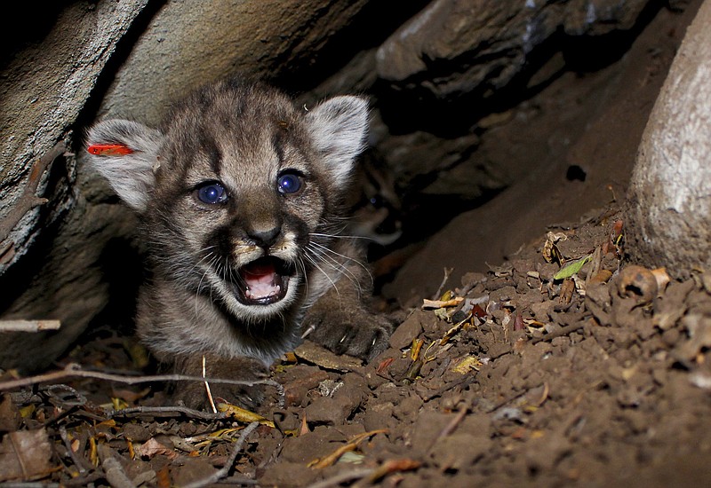 
              This June 11, 2018 photo provided by the National Park Service shows a mountain lion kitten identified as P-68. This is one of four new mountain lion kittens found by researchers studying the wild cats living in Southern California’s Santa Monica Mountains. They’re the first litter of kittens found in the Simi Hills, a small area of habitat between the Santa Monica and Santa Susana mountains ranges just north of Los Angeles. (National Park Service via AP, File)
            
