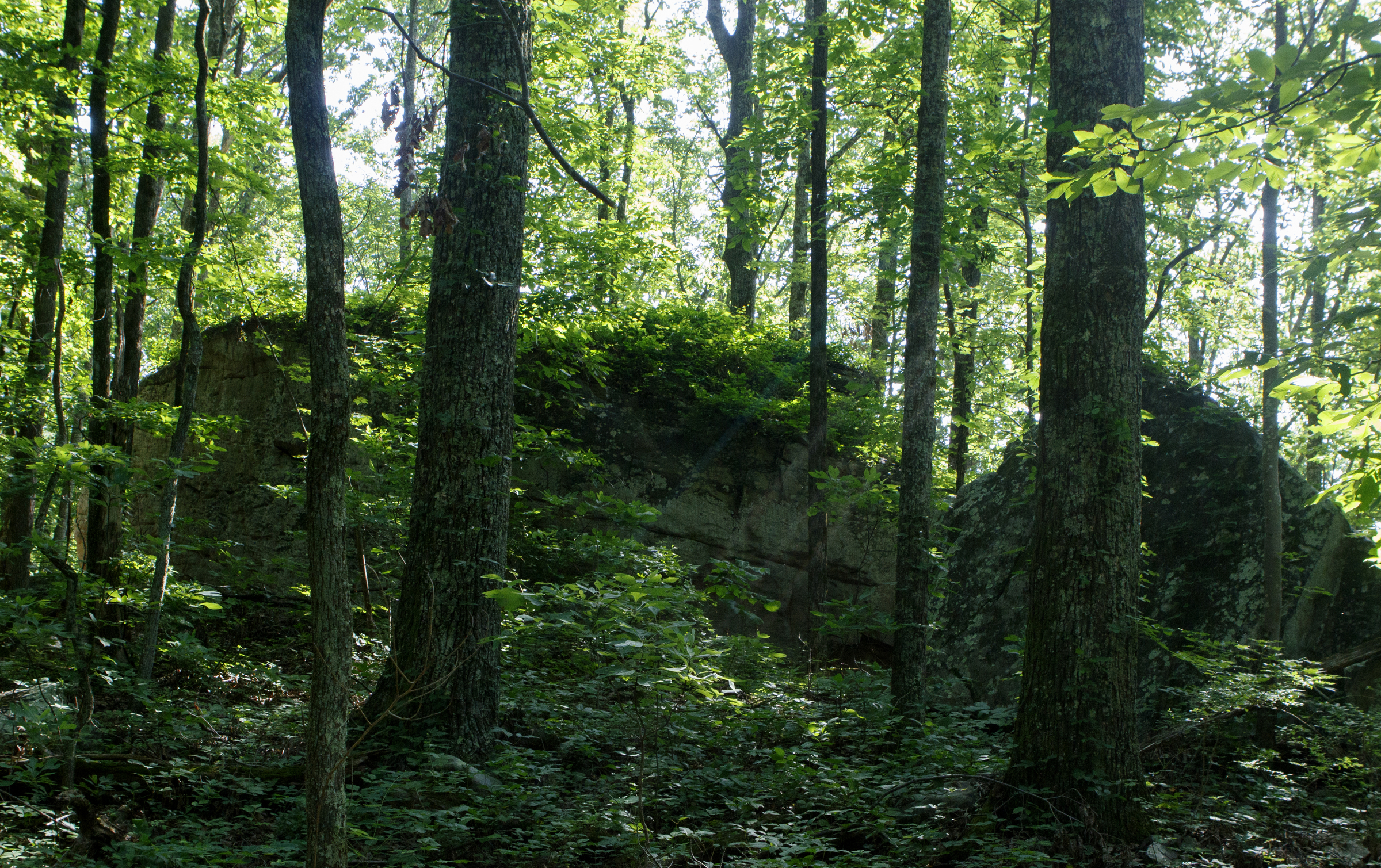 Boulders are seen on the land below W Road on Tuesday, June 19, 2018 in Signal Mountain, Tenn. The area of land would be the first park in the county to have downhill mountain biking, bouldering and hiking on the same property.
