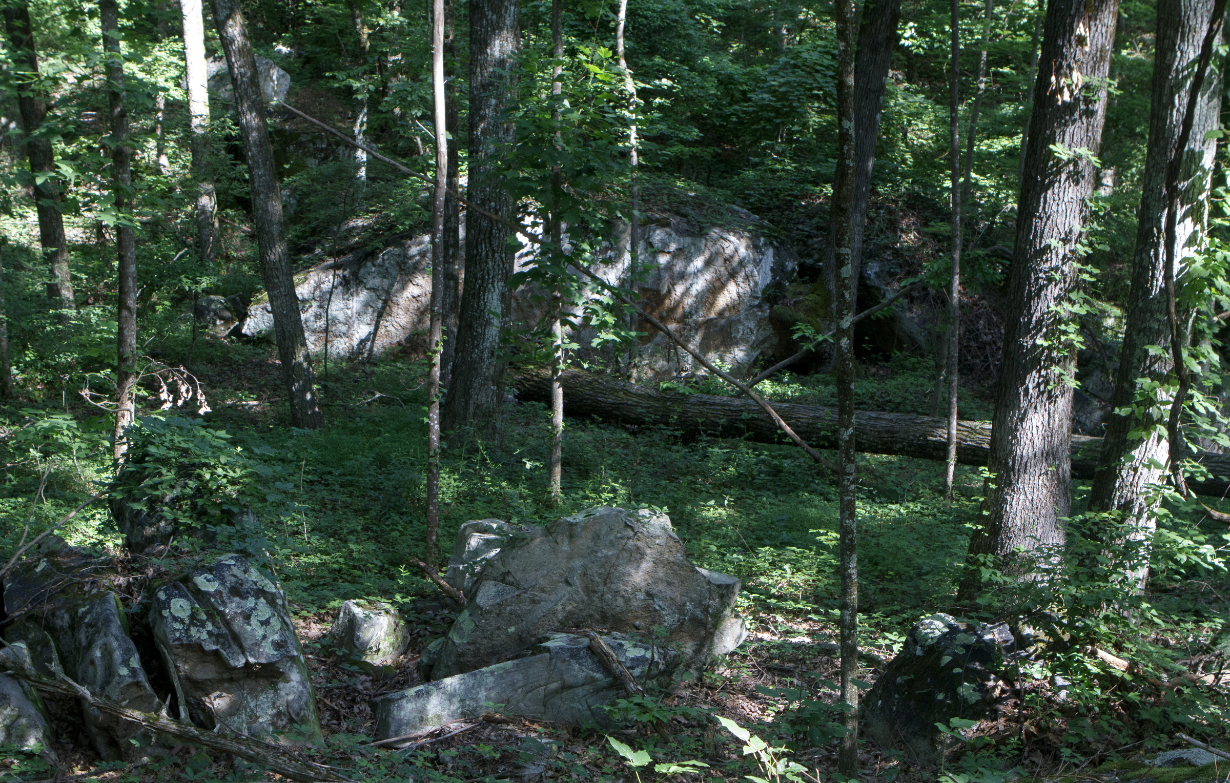 A boulder is seen on the land below W Road on Tuesday, June 19, 2018 in Signal Mountain, Tenn. The area of land would be the first park in the county to have downhill mountain biking, bouldering and hiking on the same property.