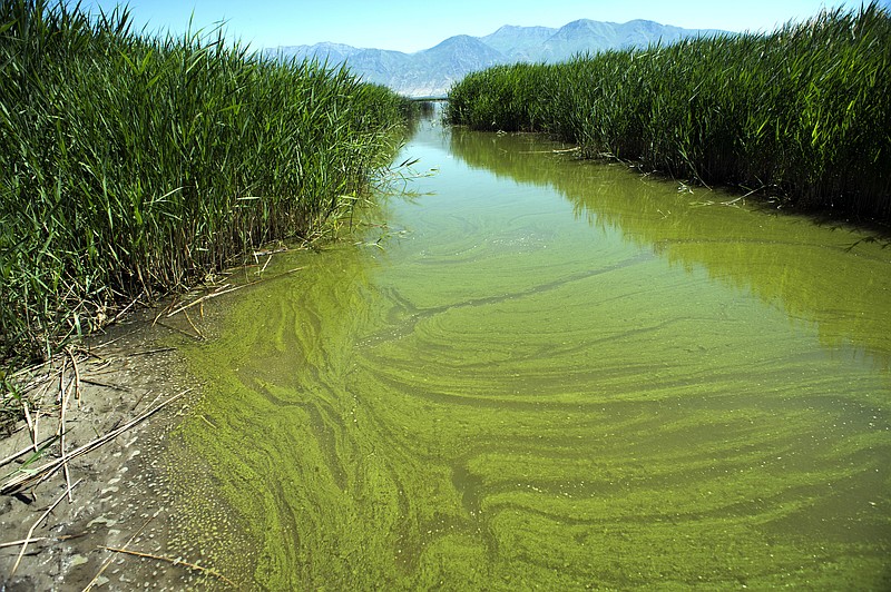 In this June 12, 2018, file photo, a potentially toxic blue-green algae bloom in Provo Bay in Provo, Utah. Researchers and officials across the country say increasingly frequent toxic algae blooms are another bi-product of global warming. They point to looming questions about their effects on human health. (Rick Egan/The Salt Lake Tribune via AP, File)